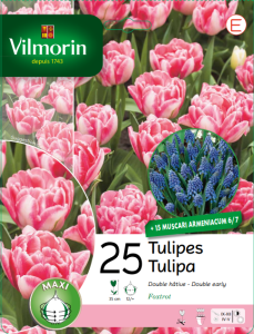 Tulipe et Muscari (x35)